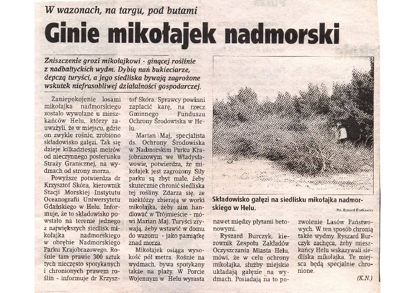 Okładka: Ginie mikołajek nadmorski. Dziennik Bałtycki 9.03.2000